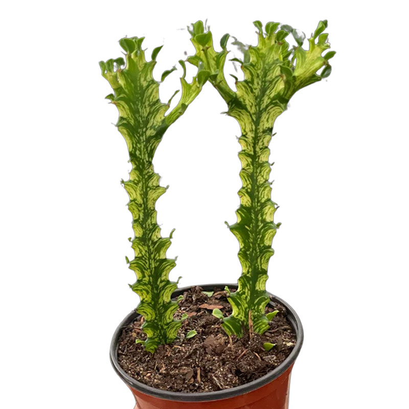 buy ginseng plant 2-Year American Ginseng Rootlets (Wisconsin Grown) main image 1