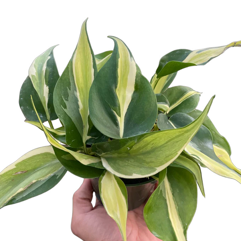 buy pineapple plant brisbane Pineapple F180 Fruit Tree – Buy Now! – Ladybird Nursery main image 0