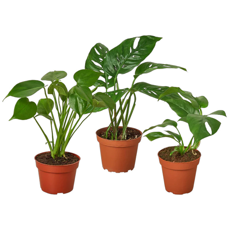 mini succulent plants bulk Bulk Mini Artificial Succulents Potted Greenery in Vase Decoration Wholesale
