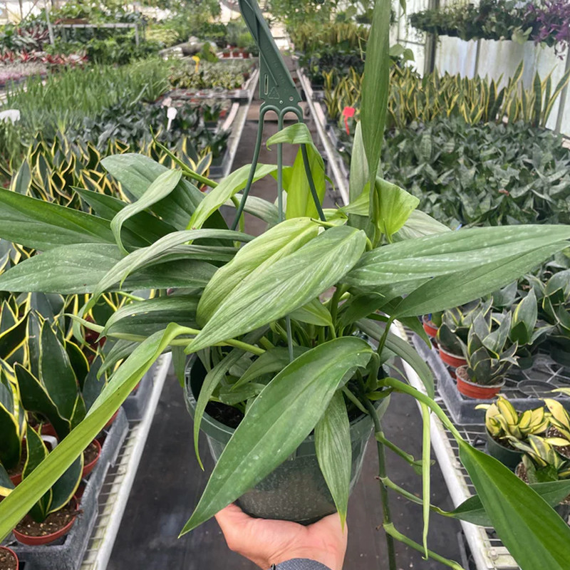 best soil for spider plants Spider Plant Imperial Potting Soil Mix – rePotme