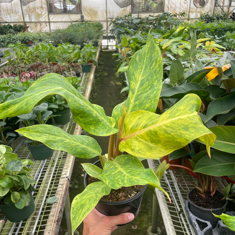 succulent sprayer Instant Plant Food main image 1