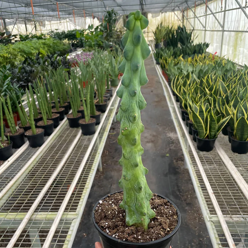 Boobie Cactus | Plant Addicts