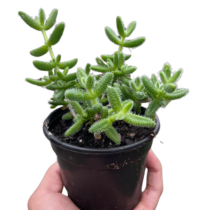 Delosperma Pickle Plant Succulent