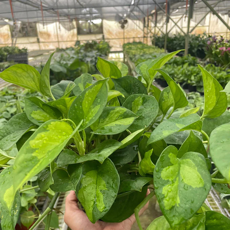 sweet pablo peace lily SPATHIPHYLLUM SWEET PABLO 'PEACE LILY' 14 Inch. Grower Pot  Dynasty Plants