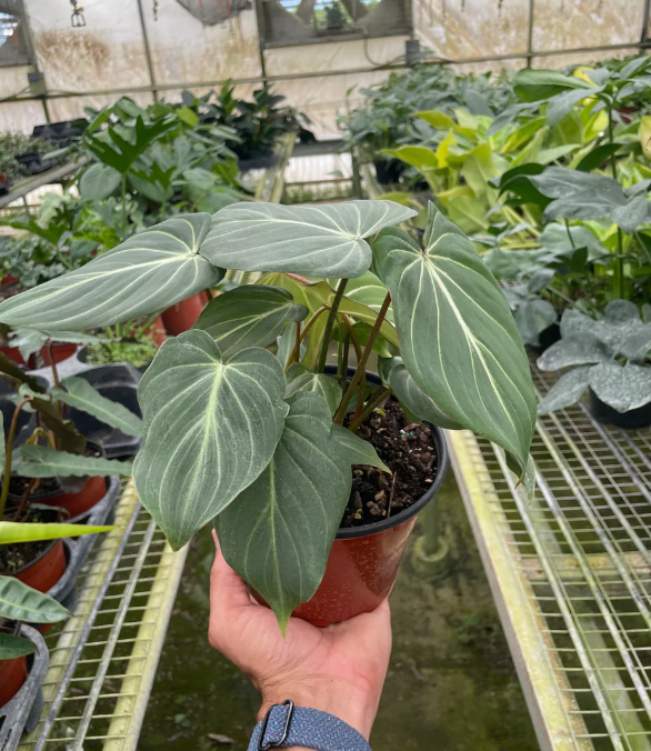 Gloriosum Philodendron | Plant Addicts