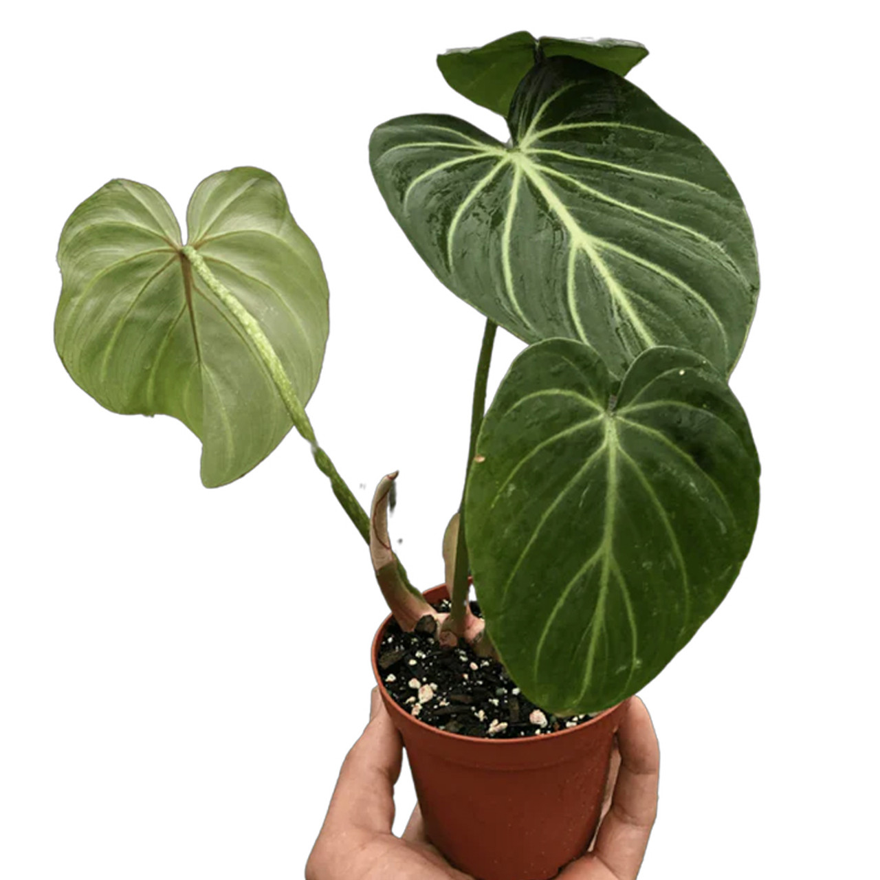 モンステラ・ポトス Philodendron gloriosum 'Radiante' Gloriosum Philodendron | Plant Addicts