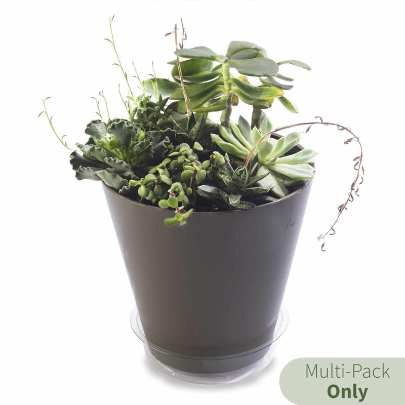 air plant buy 5 Assorted Small and Medium Air Plants