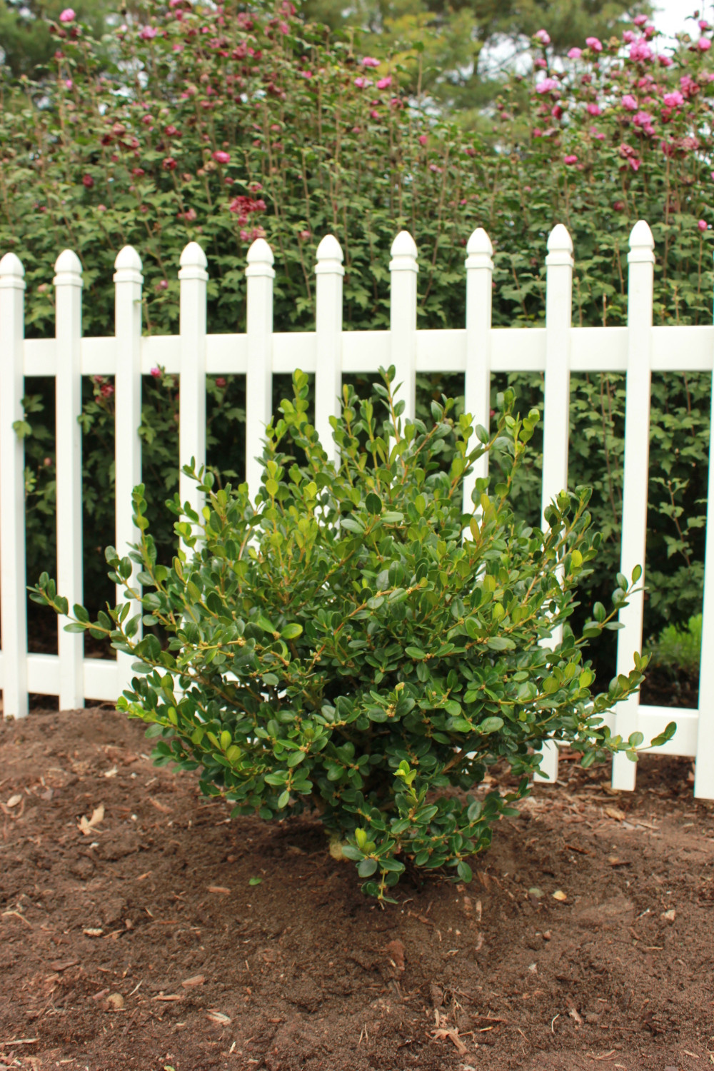 Winter Gem Boxwood - Plant Addicts