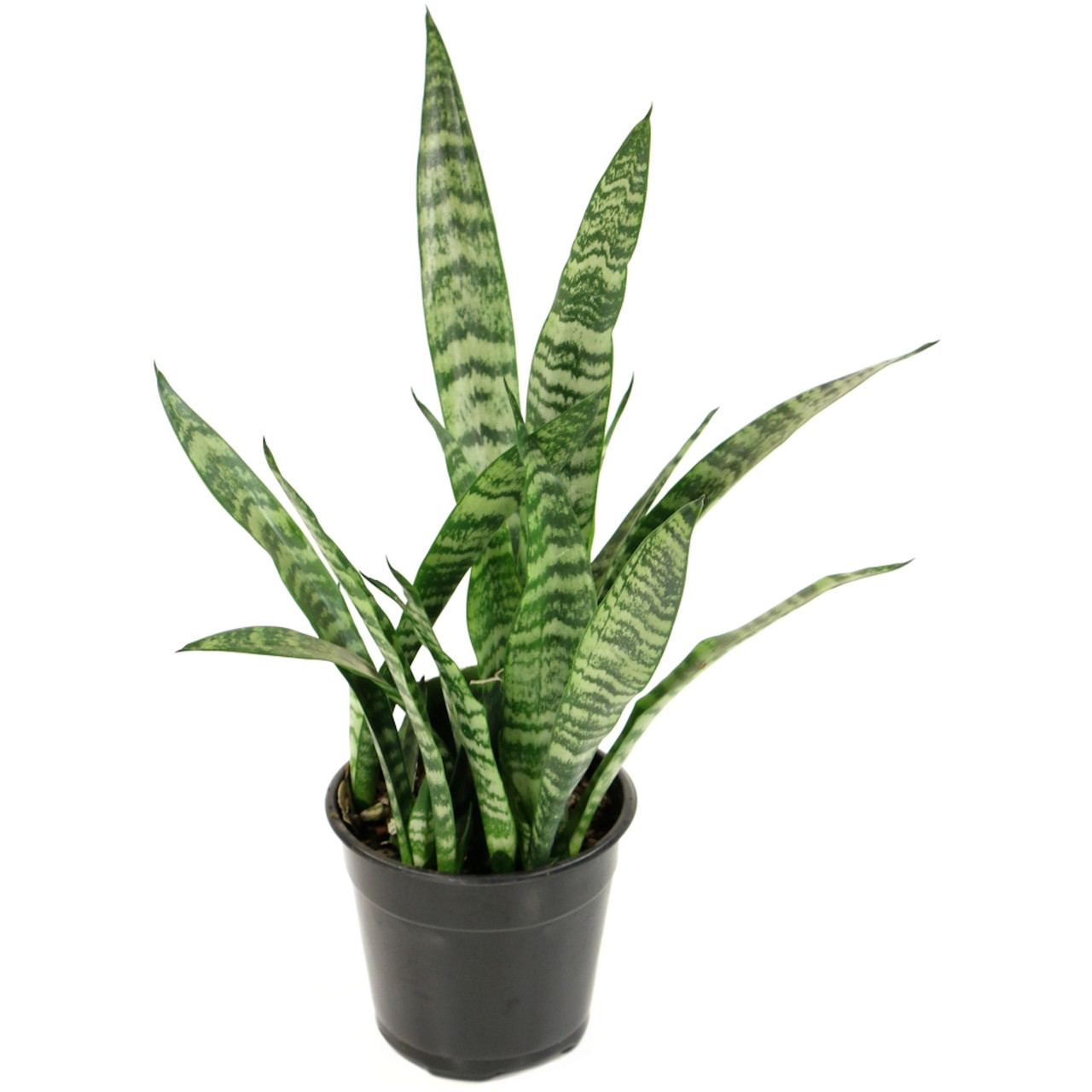 Snake Plant | Plant Addicts