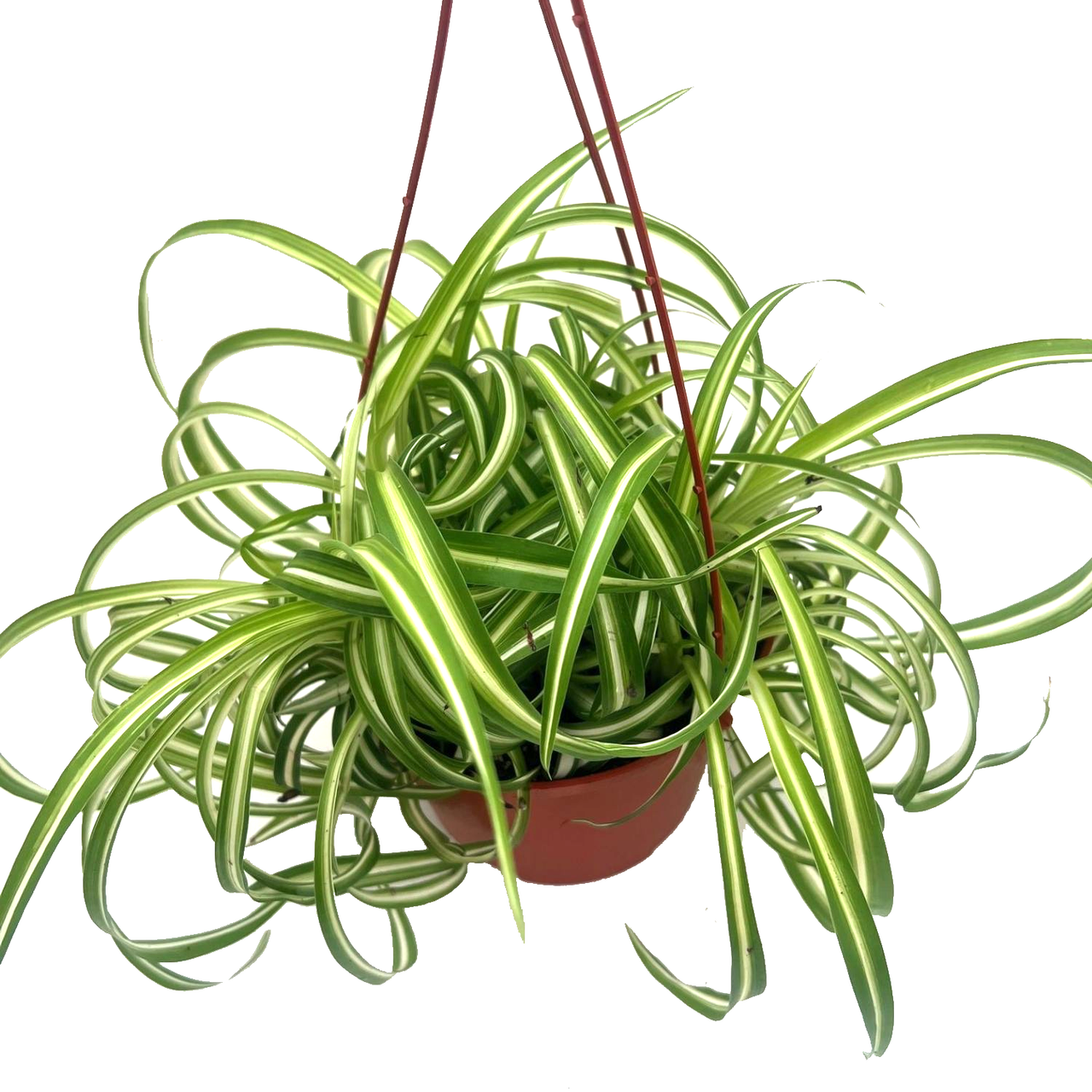 Bonnie Caribbean Spider Plant