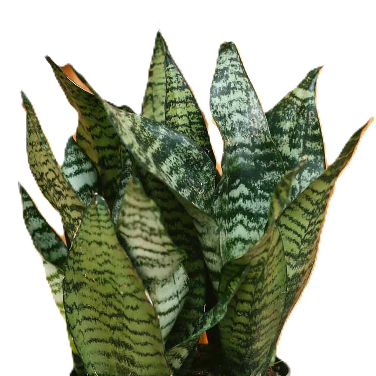 strelitzia rainbow Bird of Paradise main image 0