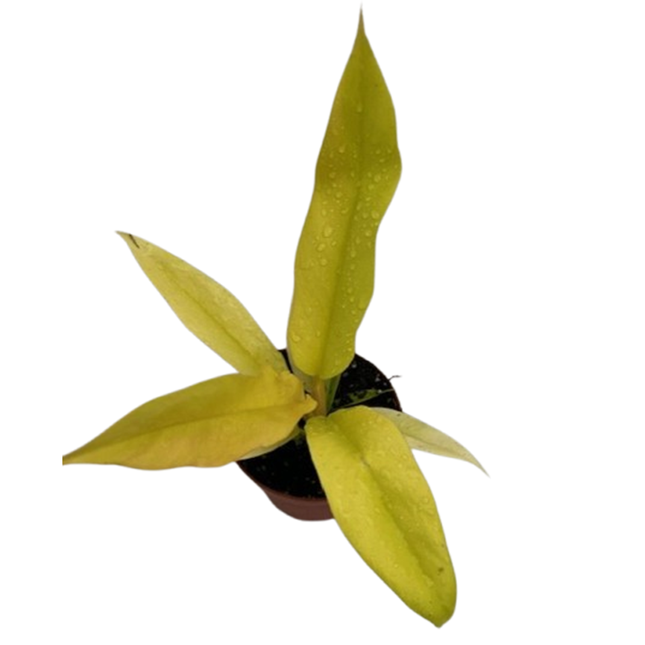 kumquat plant Kumquat 'Nagami', Semi-Dwarf — Green Acres Nursery & Supply main image 1