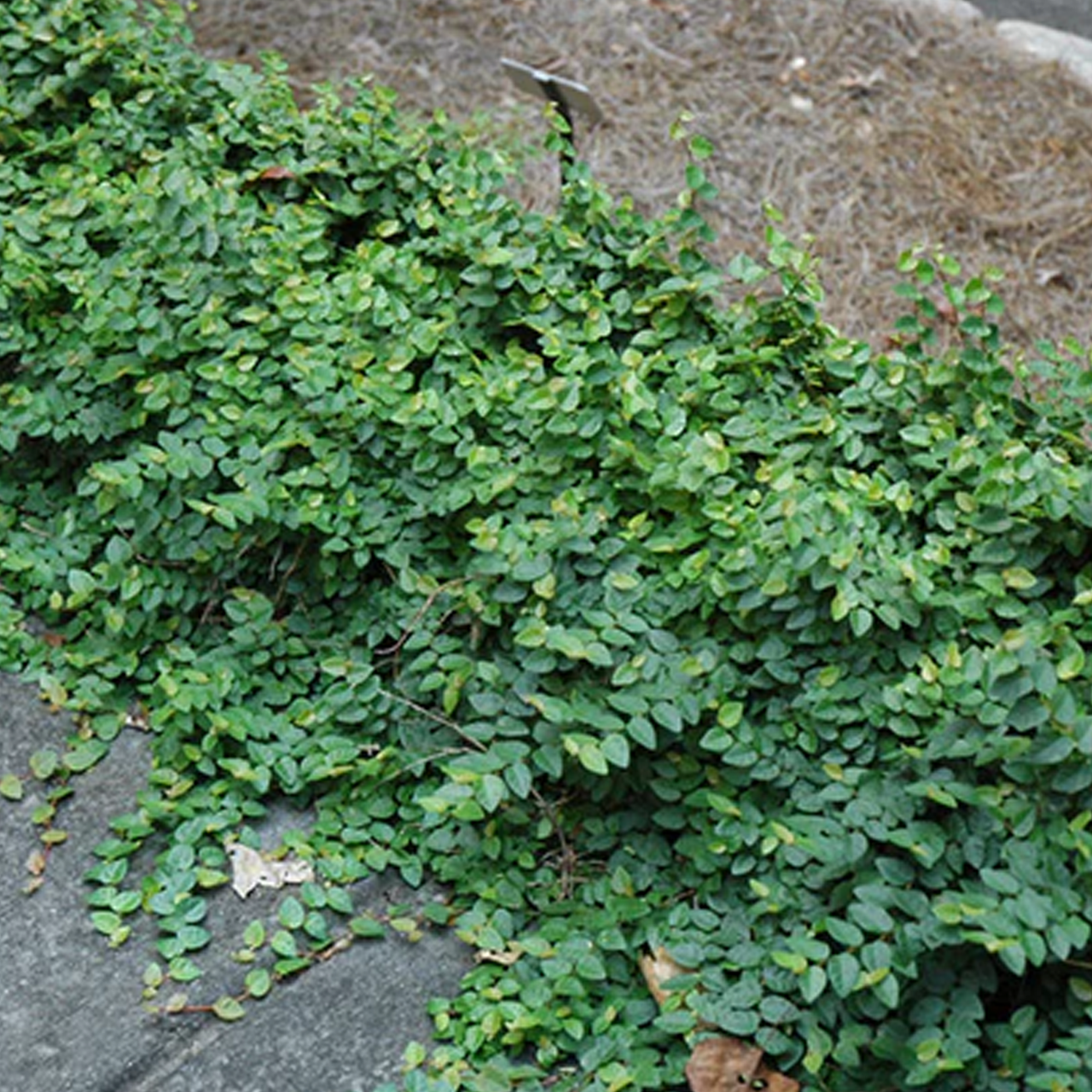 mr stripey tomato plants Mr. Stripey Heirloom Tomato – Bonnie Plants main image 1
