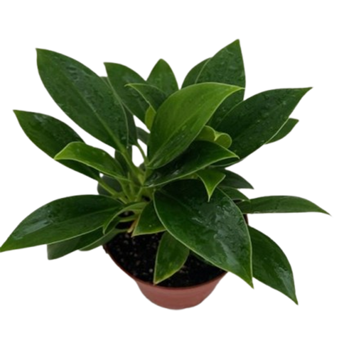 Green Princess Philodendron