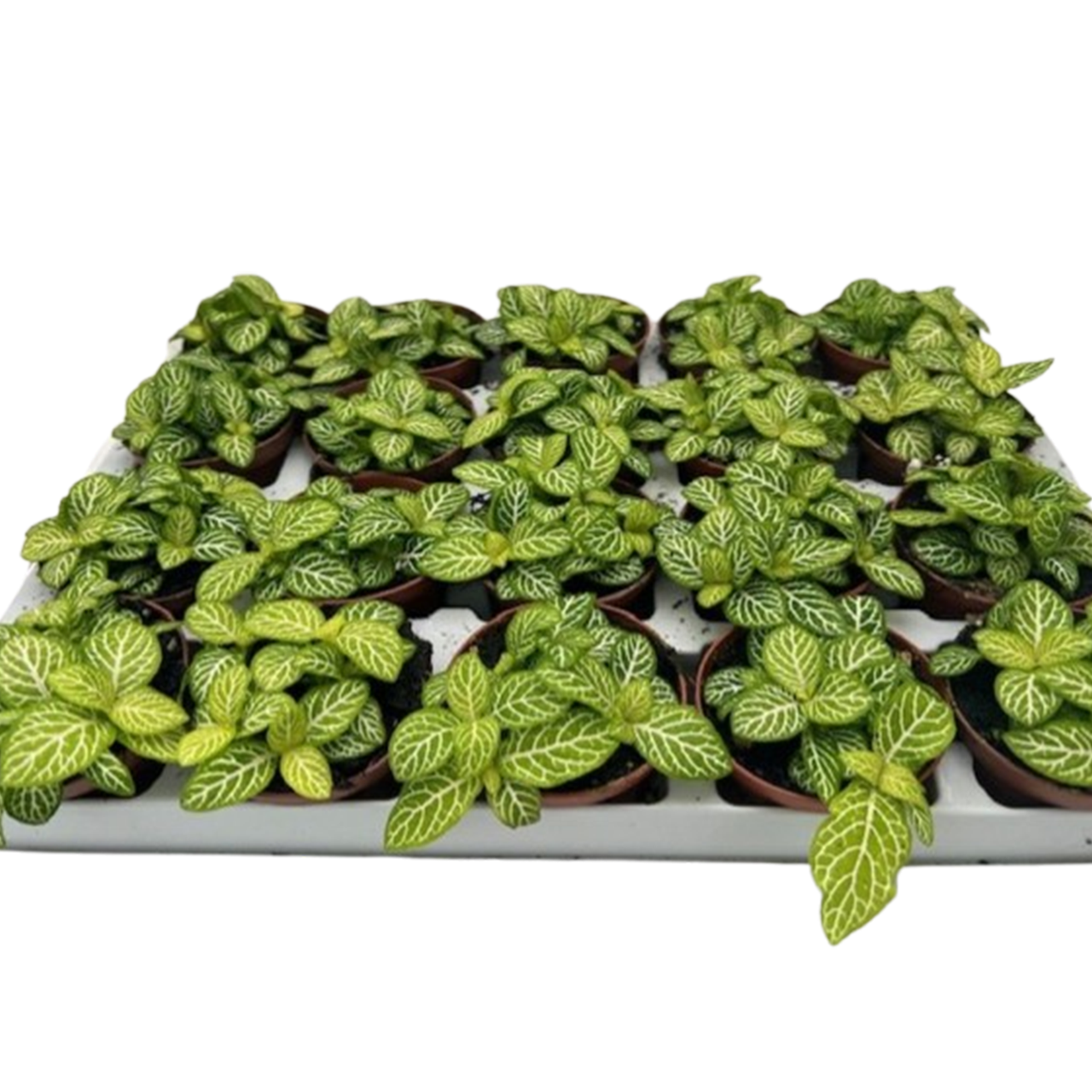 Joly Lemon Nerve Plant | Plant Addicts