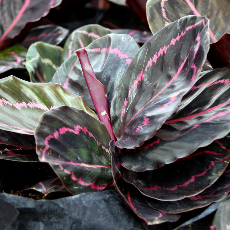 Calathea 'Dottie' 6" Pot