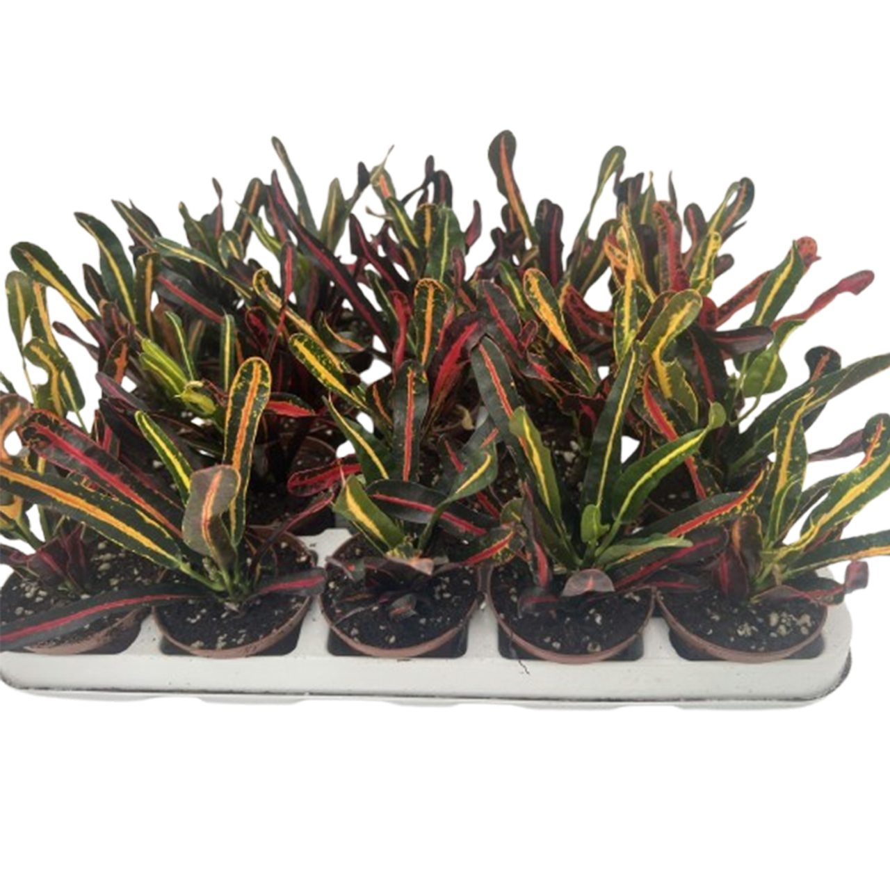 Red Banana Croton