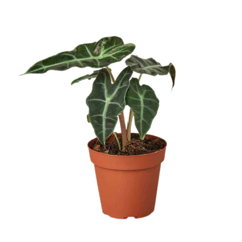 bonsai ender AVERGO Bonsai Tree Kit Classic - 5X Unique Japanese Bonzai Trees main image 0