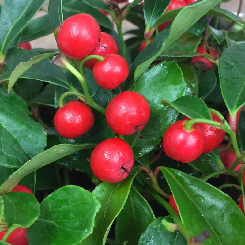 Cherry Berries Wintergreen | Plant Addicts