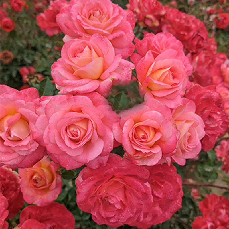 True Bliss Rose | Plant Addicts True Bliss Rose | Plant Addicts