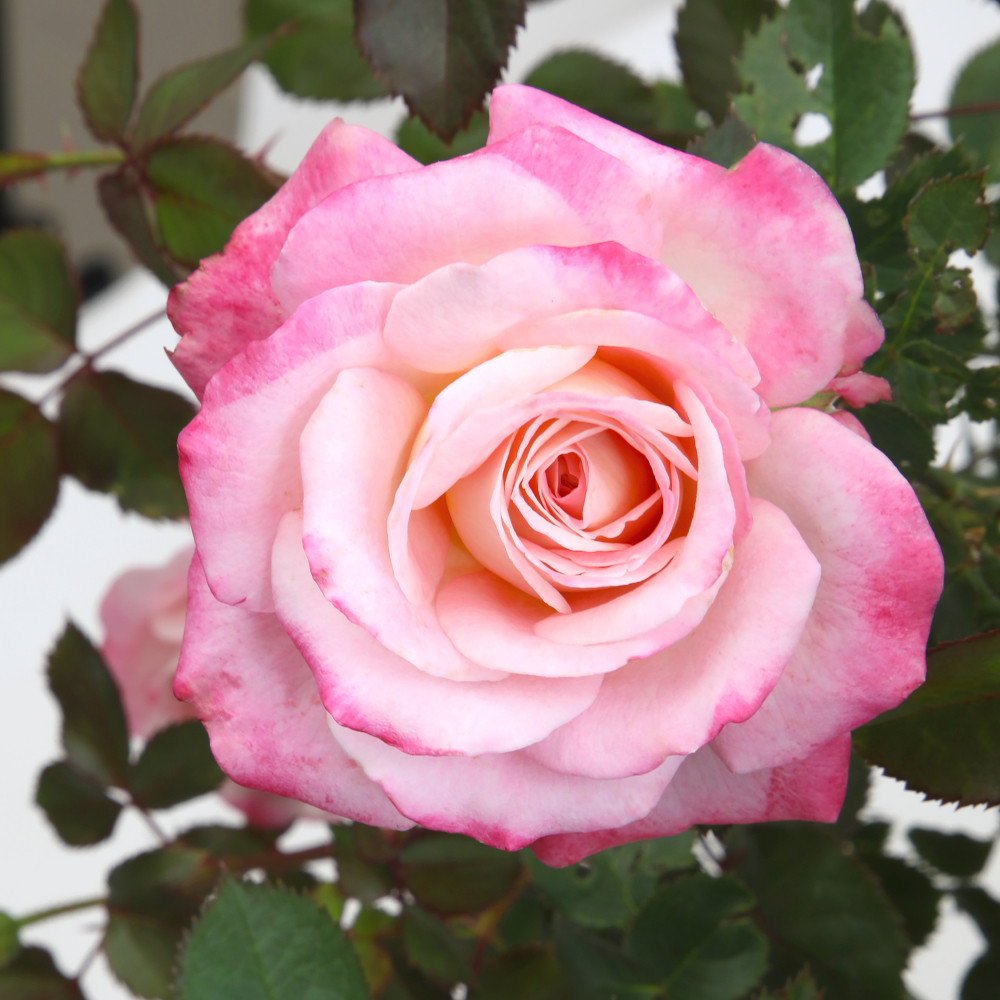 True Bliss Rose | Plant Addicts