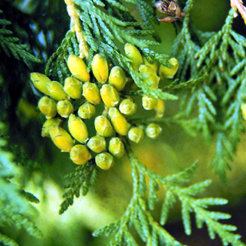 Danica Arborvitae