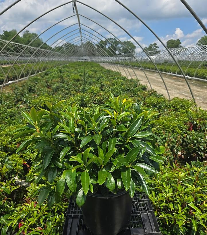 Stoplight Mountain Laurel | Plant Addicts