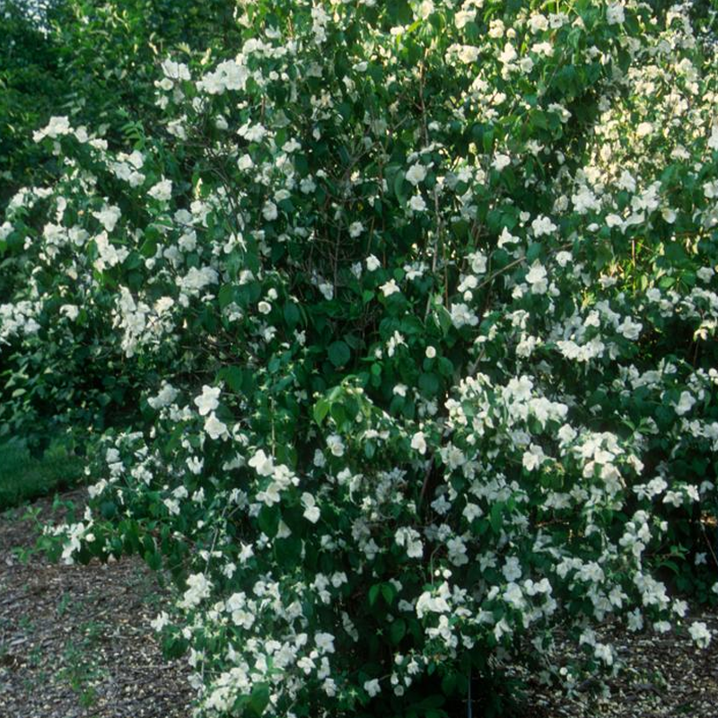 Minnesota Snowflake Mockorange | Plant Addicts