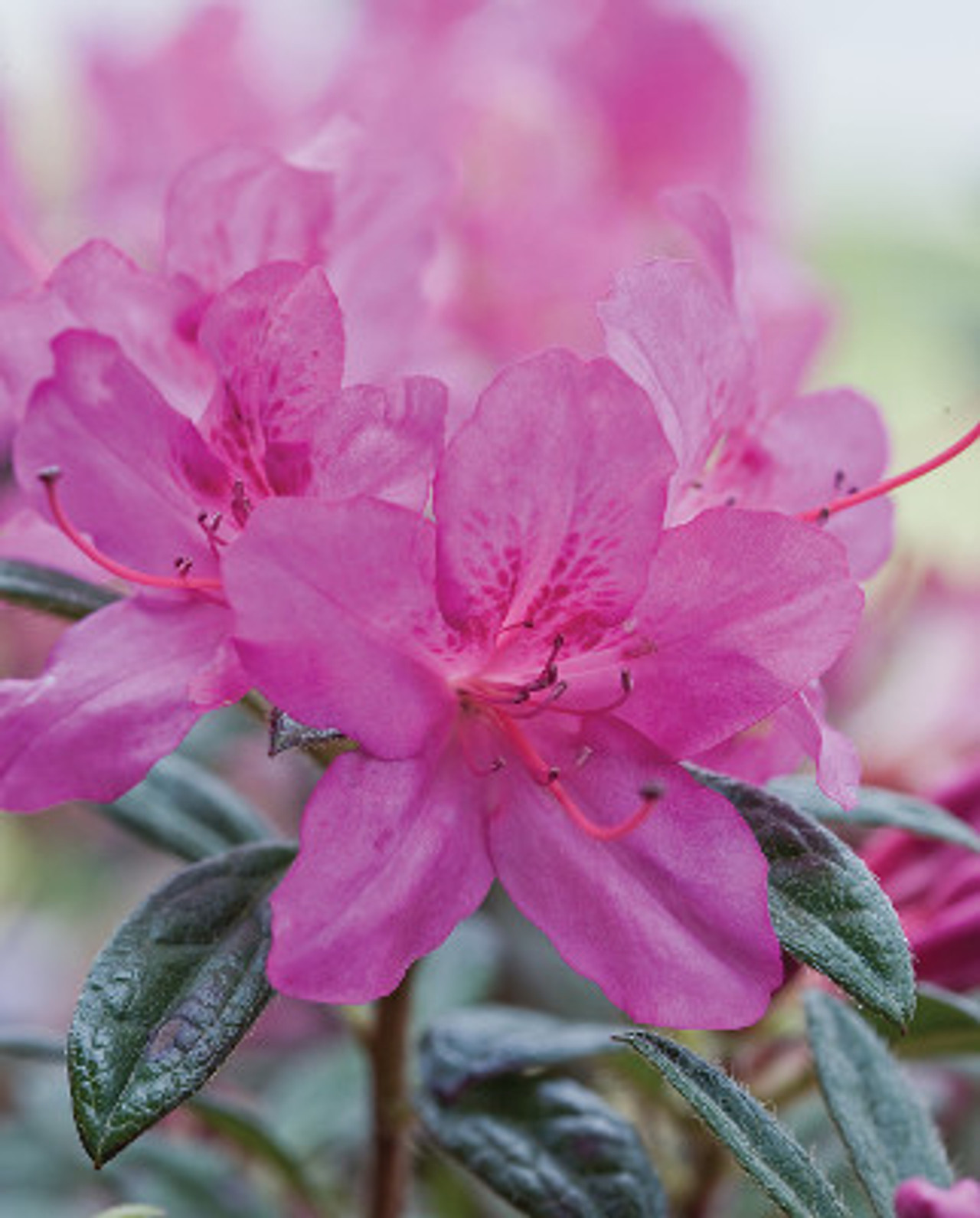 Fertilizer For Azaleas How To and Why You Should Plant Addicts