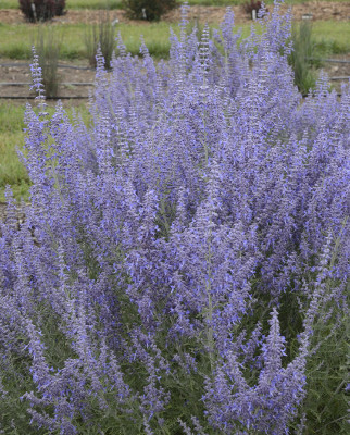 10 Fantastic LowMaintenance Plants for Full Sun Plant Addicts