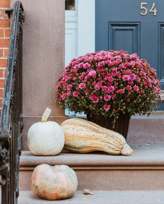 What To Do With Old Pumpkins Plant Addicts