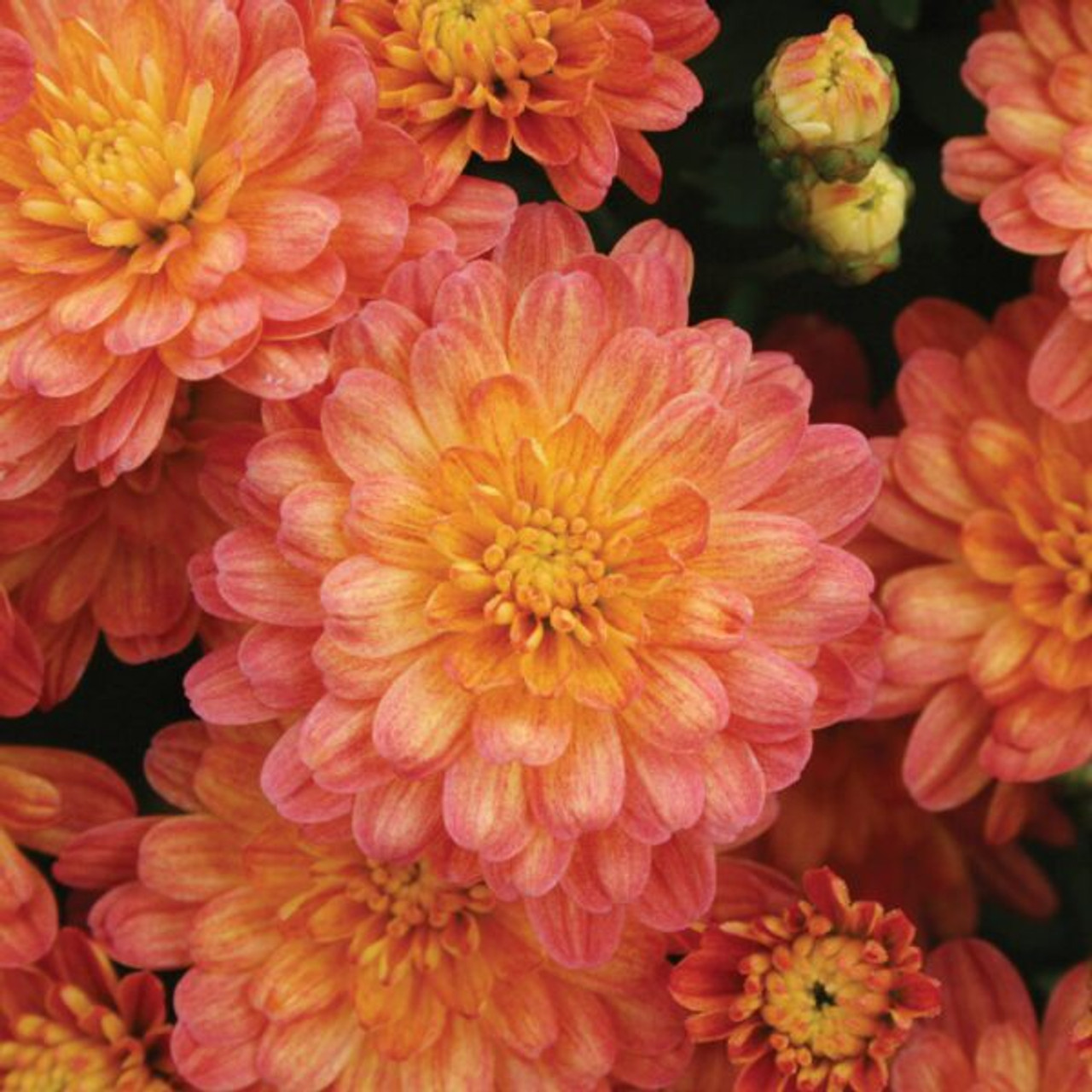 Jacqueline Orange Fusion in bloom