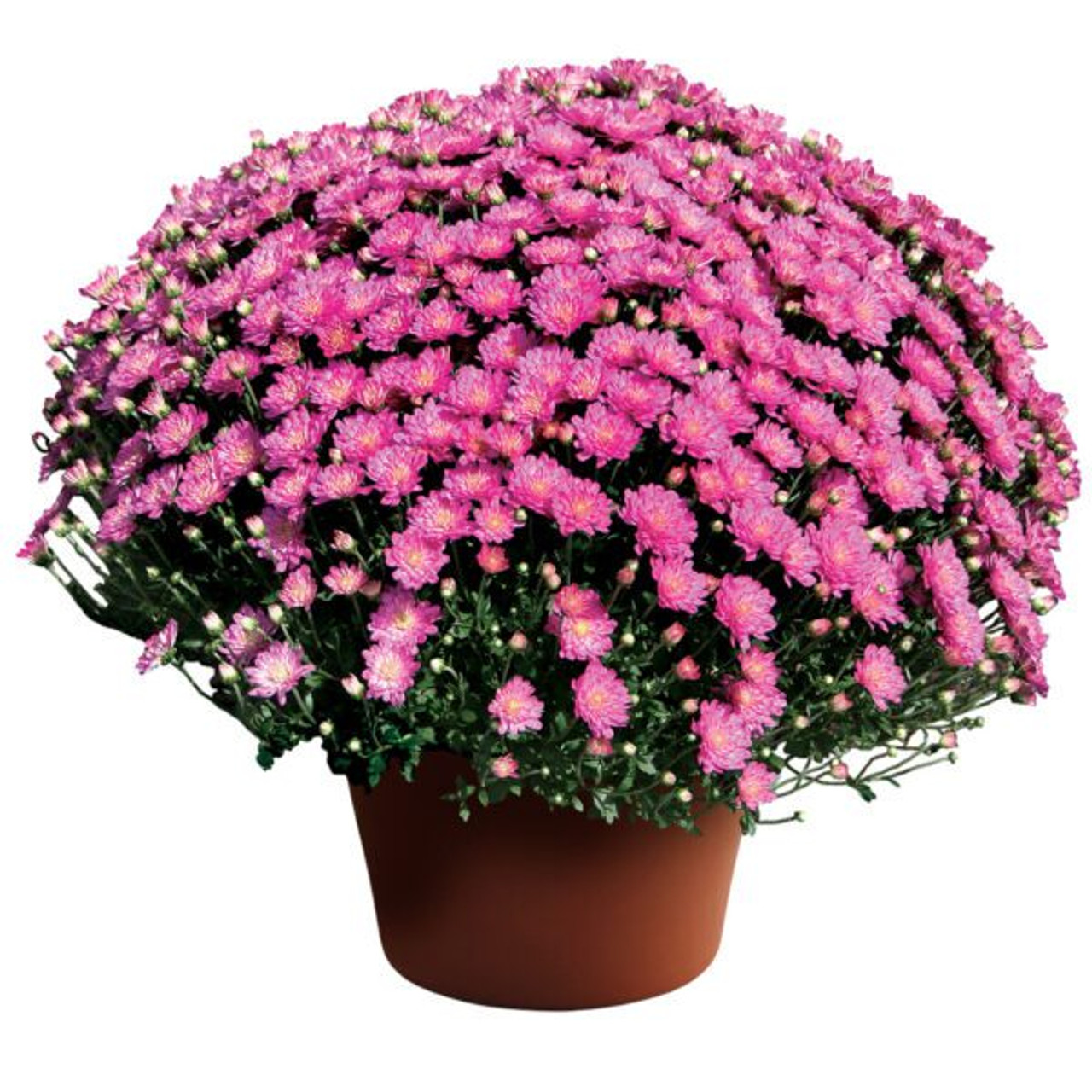 Jacqueline Pink in bloom