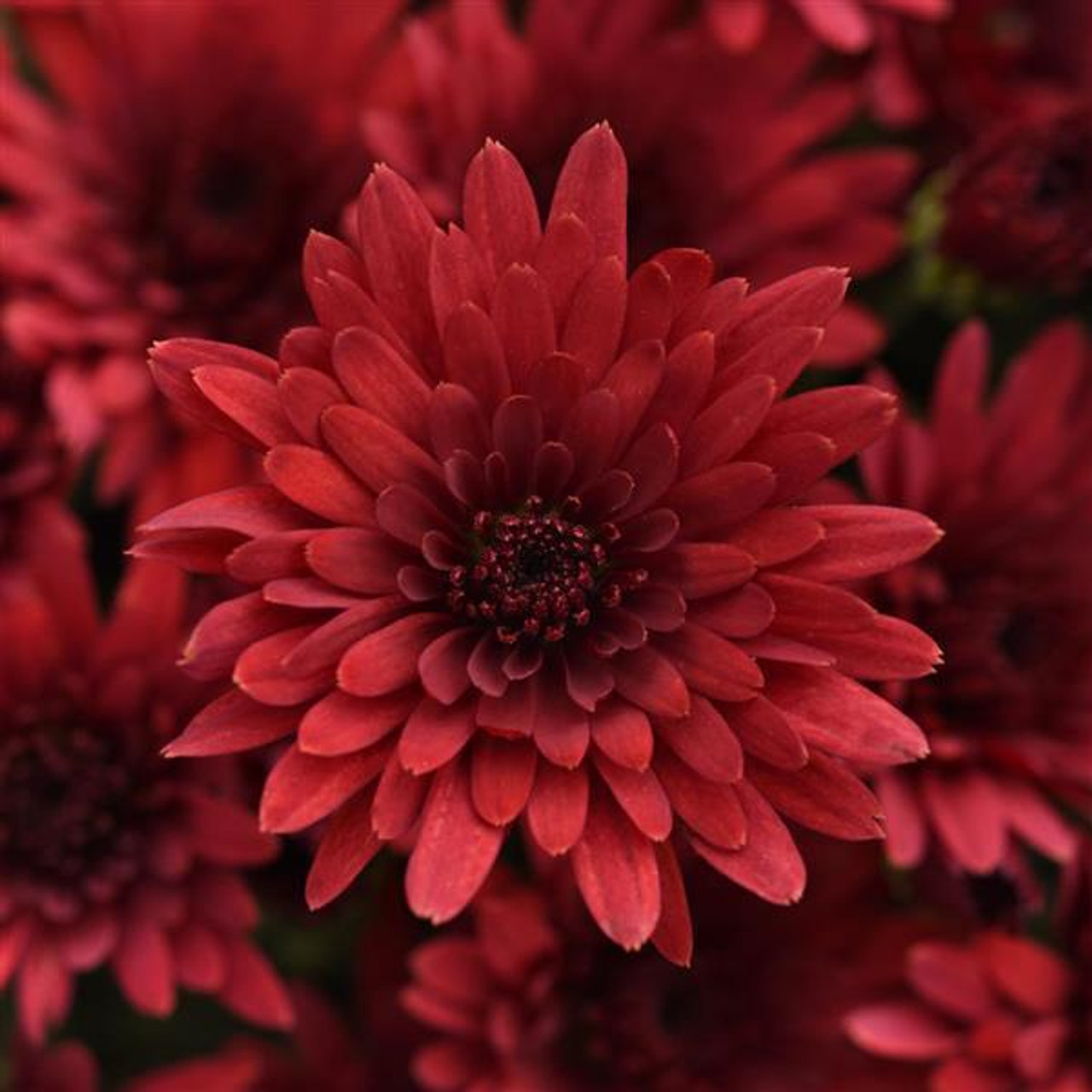 Cosmic Fireball Red in bloom