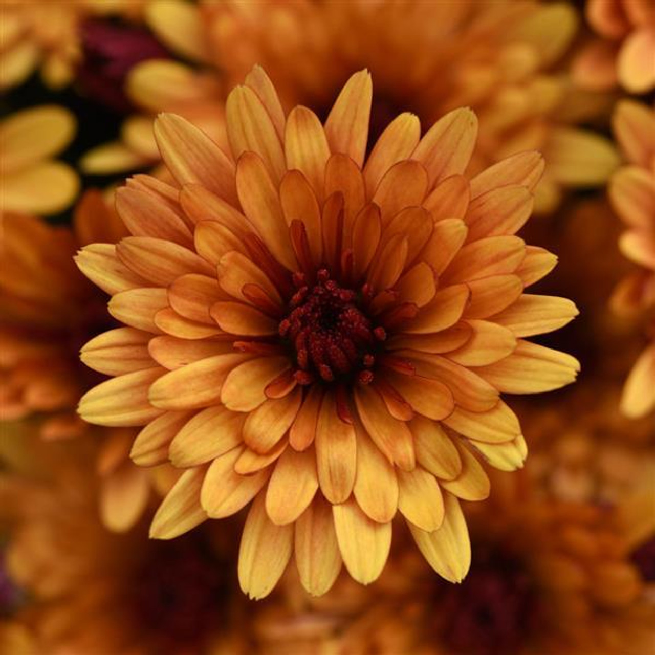 Cosmic Meteor Bronze in bloom