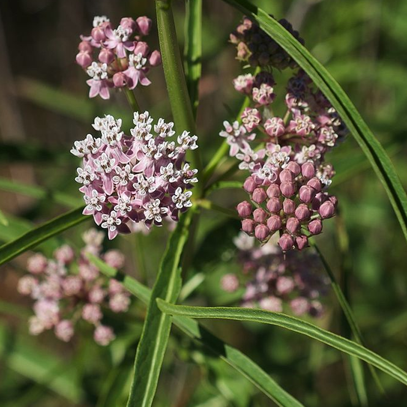 Narrowleaf Milkweed