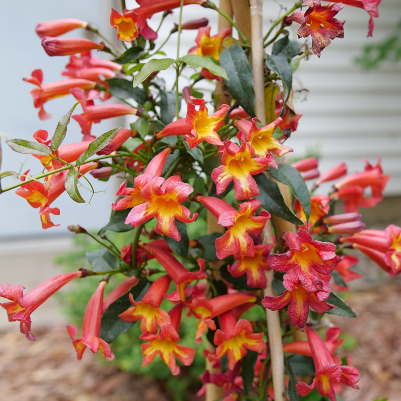 Dressed To Thrill Crossvine | Plant Addicts