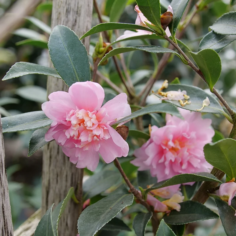 Just Chill™ Double Pink Camellia | Plant Addicts