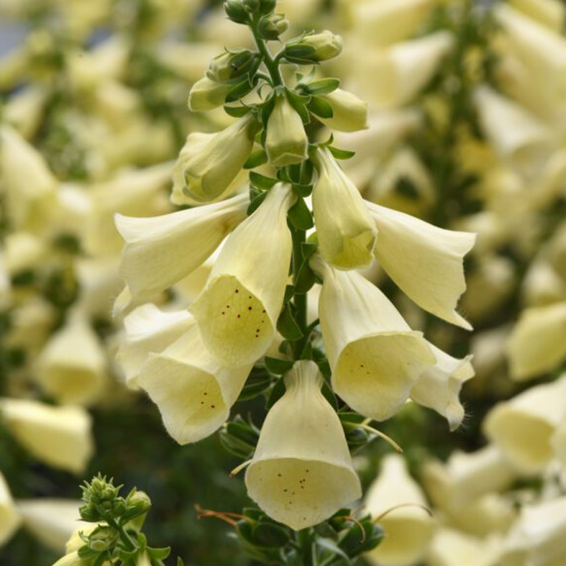 Proven Selections Arctic Fox Foxglove