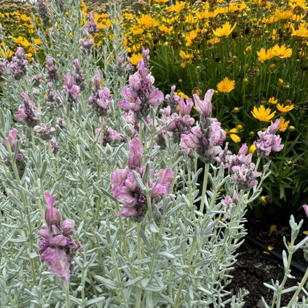Lavinnova® Frost Pink | Plant Addicts