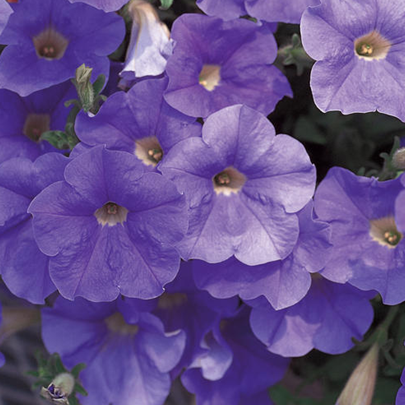 Proven Selections Surfinia Petunia