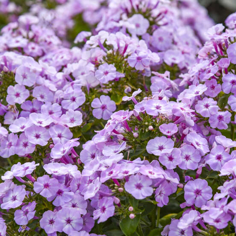 Proven Selections Garden Girls Phlox - Thumbnail 3