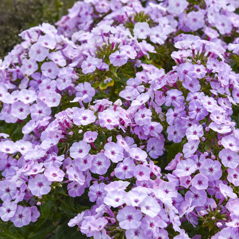 Proven Selections Garden Girls Phlox