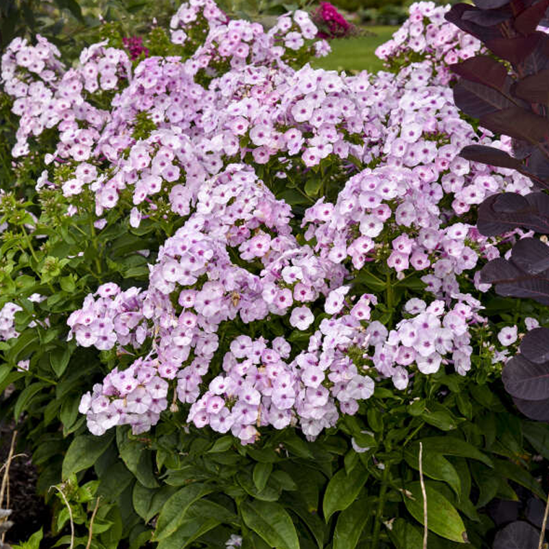 Proven Selections Garden Girls Phlox - Thumbnail 2