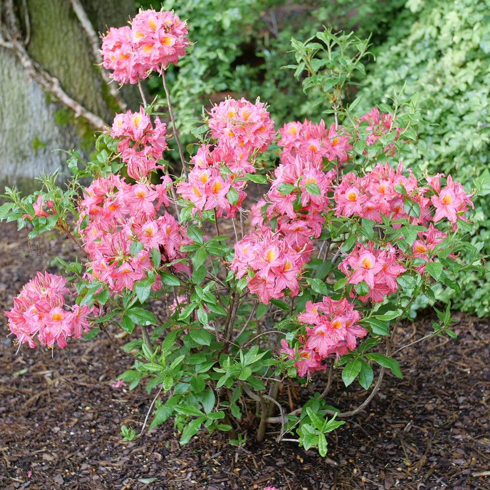 あさみ　ボストンL 2点　rosy pink Sweet Reward Pink Azalea | Plant Addicts
