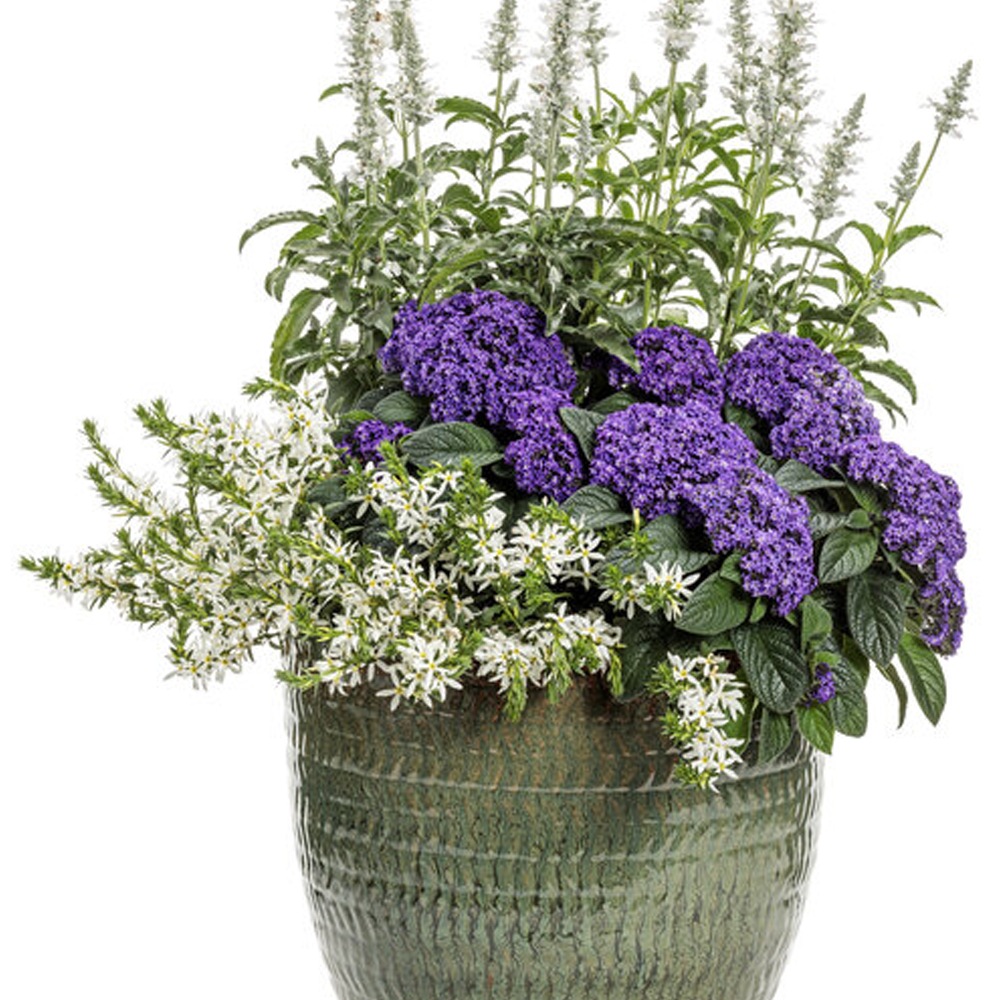 common rue plant Ruda Plant For Sale
