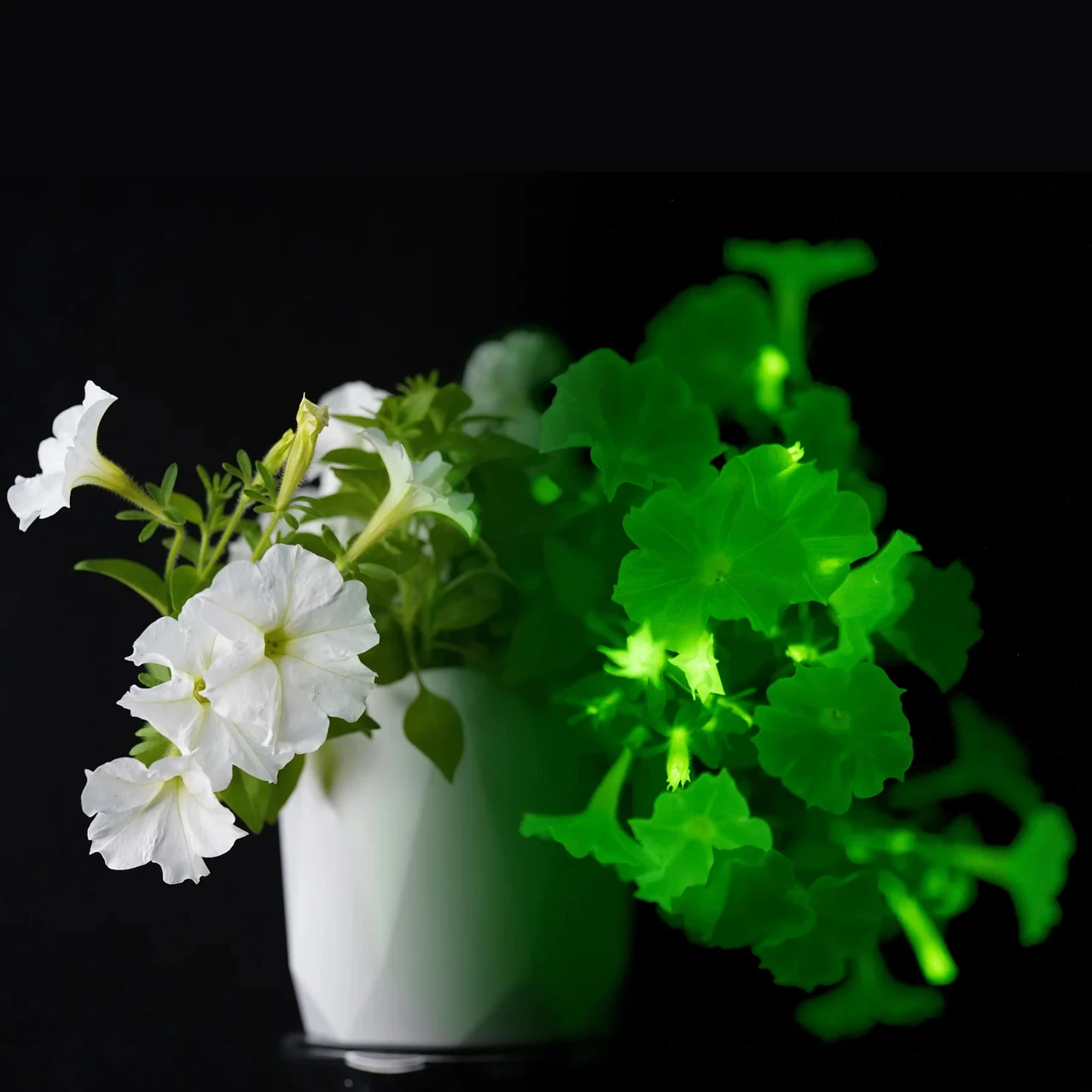 Firefly Petunia | Plant Addicts