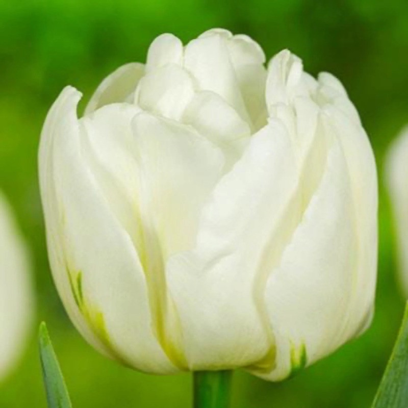 Plant Addicts Mount Tacoma Tulip Bulbs