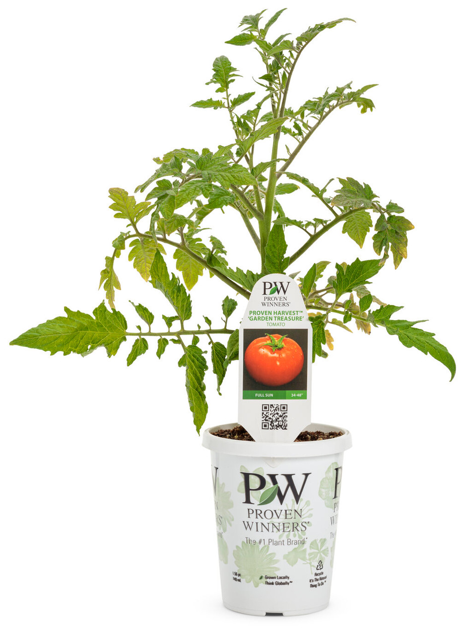 https://cdn11.bigcommerce.com/s-jmzfi5zcr2/images/stencil/1280x1280/products/1050/16117/Tempting_Tomatoes_Garden_Treasure_Tomato_Plant_in_Proven_Winners_Pot__83571.1644423595.jpg?c=2