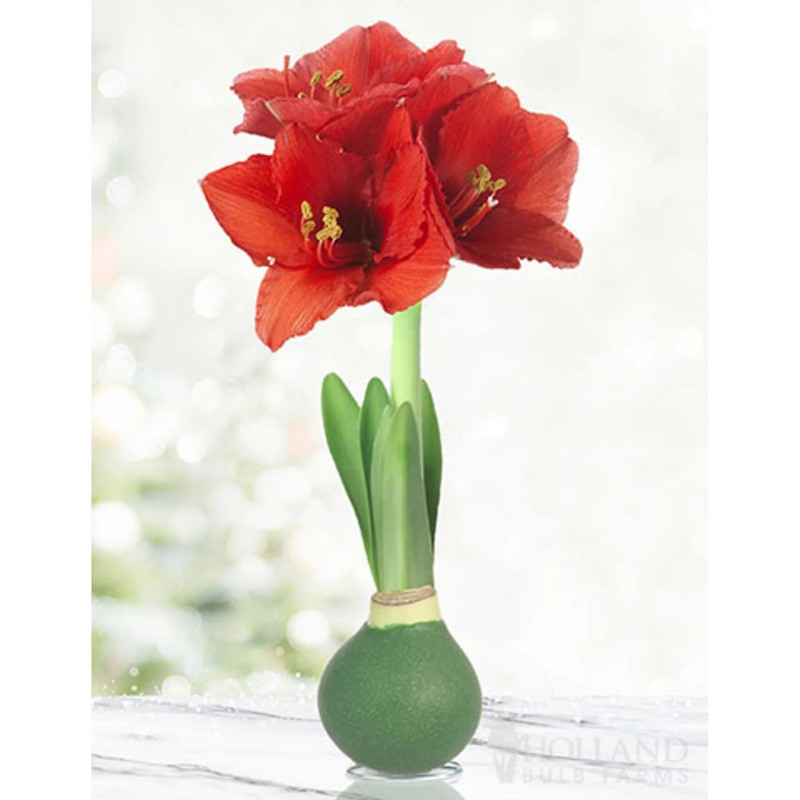 Waxed Amaryllis Bulb - Thumbnail 4